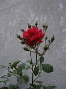 Festa della Donna
